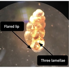 Gastrocopta servilis
