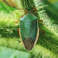 Edessa rufomarginata