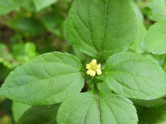 Calyptocarpus brasiliensis