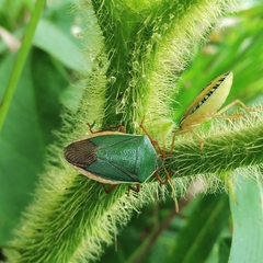 Edessa rufomarginata