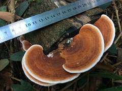 Rhodofomitopsis feei