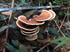 Rhodofomitopsis feei