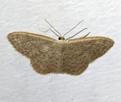 Idaea epicyrta