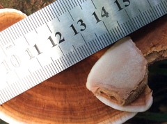 Rhodofomitopsis feei