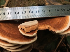 Rhodofomitopsis feei