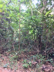 Rhodofomitopsis feei