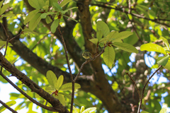 Tolmomyias sulphurescens