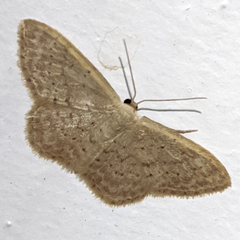 Idaea epicyrta