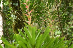 Vriesea philippocoburgi