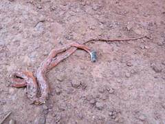 Oxyrhopus melanogenys