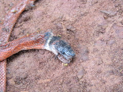 Oxyrhopus melanogenys