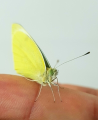 Pieris mannii