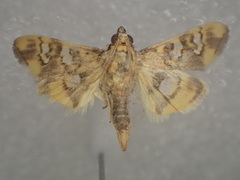 Nosophora