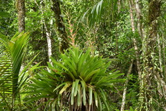 Vriesea philippocoburgi