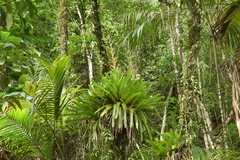 Vriesea philippocoburgi