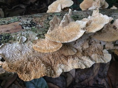 Funalia