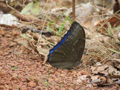 Morpho menelaus