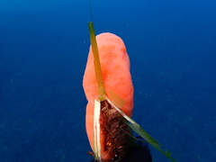 Aplidium conicum