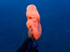Aplidium conicum