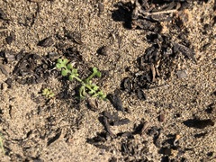 Nemophila pedunculata