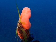 Aplidium conicum
