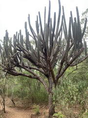 Espostoa lanata
