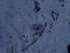 Condylactis aurantiaca