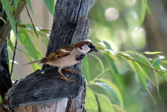 Passer domesticus