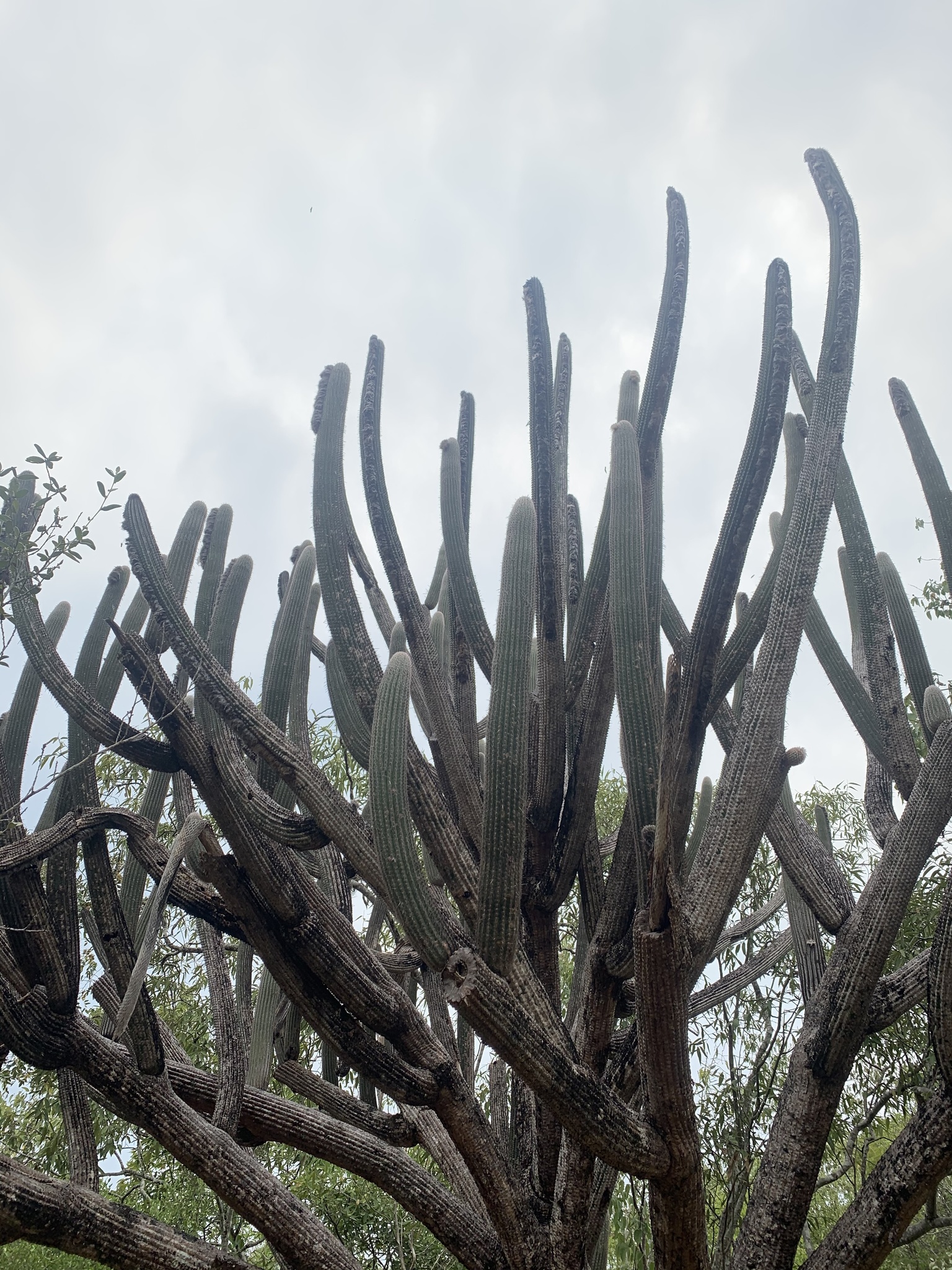 Imagem de Cabelo de velho