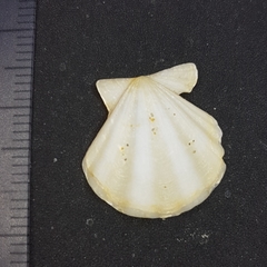 Flexopecten flexuosus