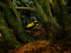 Phyllobates