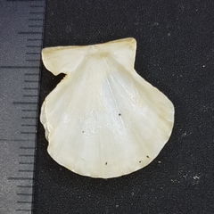 Flexopecten flexuosus