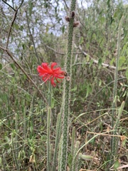 Borzicactus tenuiserpens