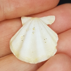 Flexopecten flexuosus