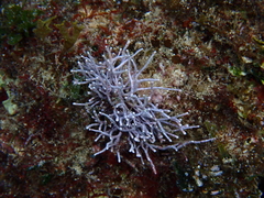 Amphiroa