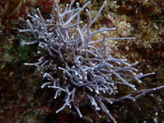 Amphiroa