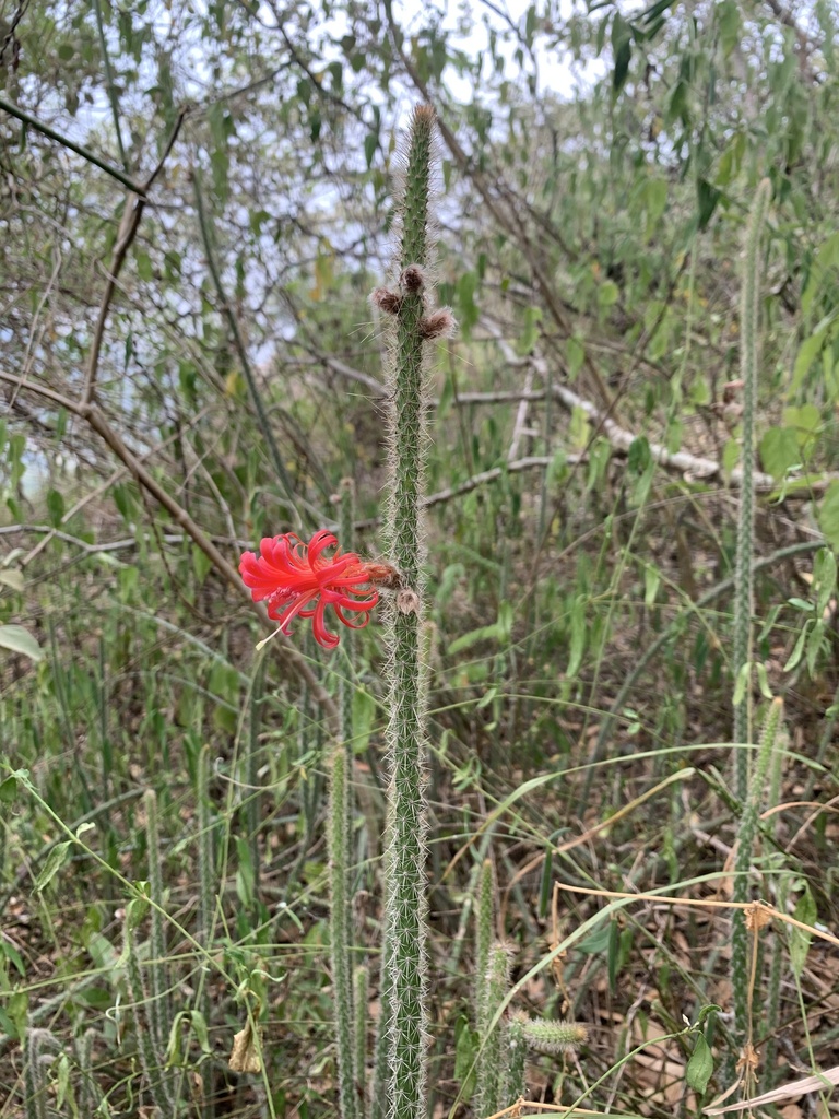 Borzicactus tenuiserpens