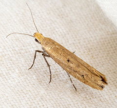 Ypsolopha unicipunctella