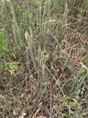 Borzicactus tenuiserpens