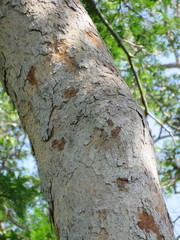 Parkia pendula