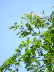 Parkia pendula