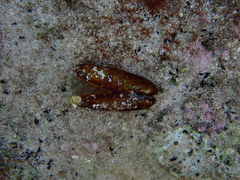 Lithophaga lithophaga