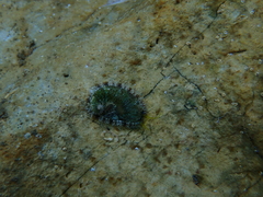 Haliotis tuberculata tuberculata