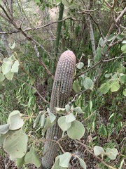 Espostoa lanata