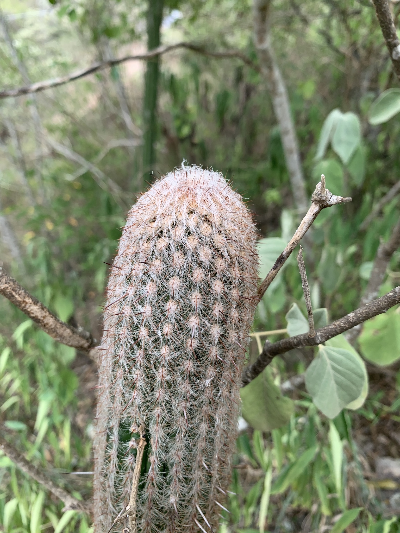 Imagem de Cabelo de velho