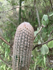 Espostoa lanata