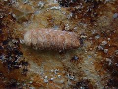 Lepidopleurus cajetanus