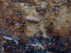Lepidopleurus cajetanus