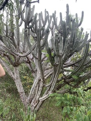 Browningia altissima