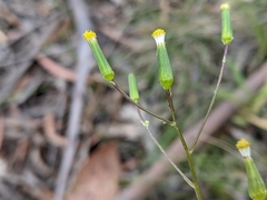 Senecio squarrosus